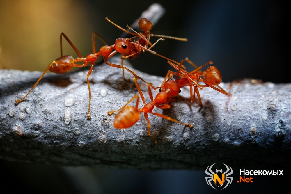 Фото обычного муравья посеяло страх у пользователей соцсетей